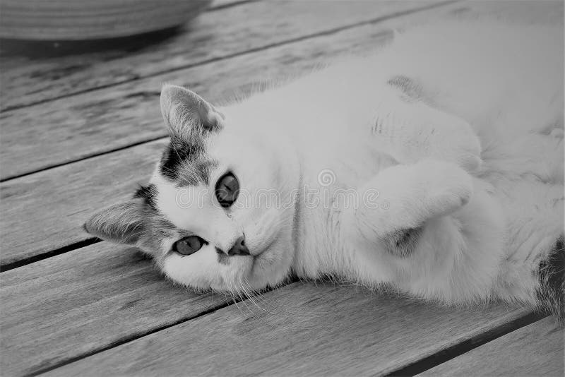 Cat, White, Black And White, Whiskers Picture. Image 101632071