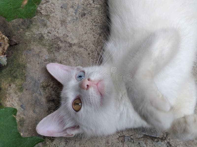 A Cat with White Fur with Distinct Eyes Stock Image Image of distinct