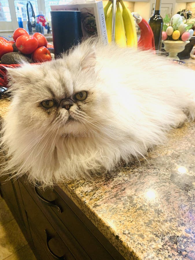 Cat White Persian Cat Sitting on Counter Stock Photo Image of persian