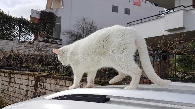 Cat white playing and posing royalty free stock photo