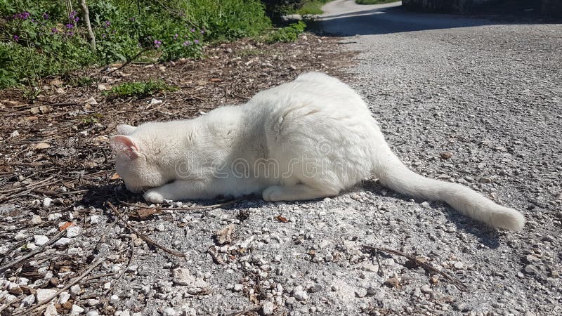 Cat white playing and posing stock photography