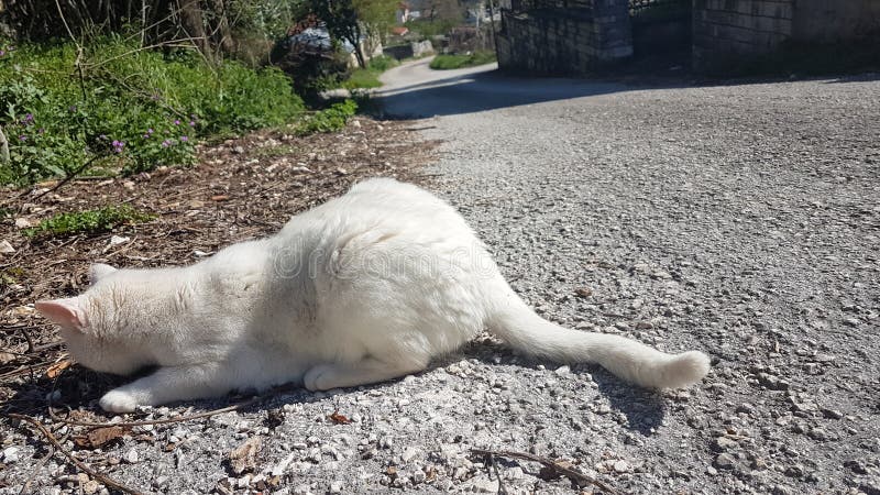 Cat white playing and posing royalty free stock photo