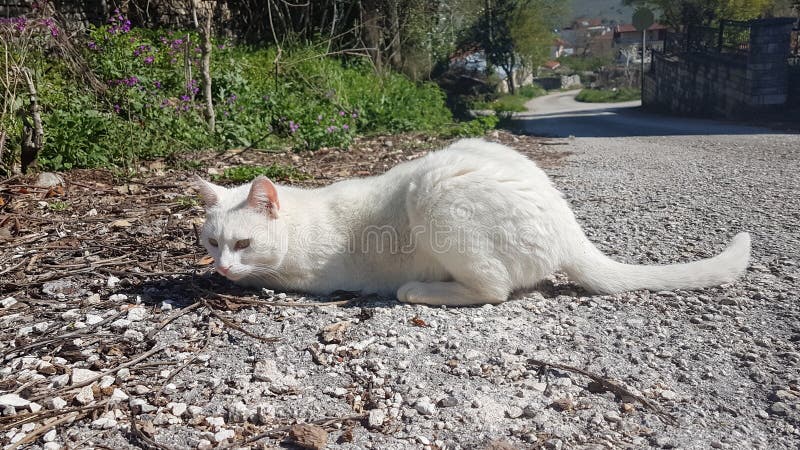 Cat white playing and posing stock photo