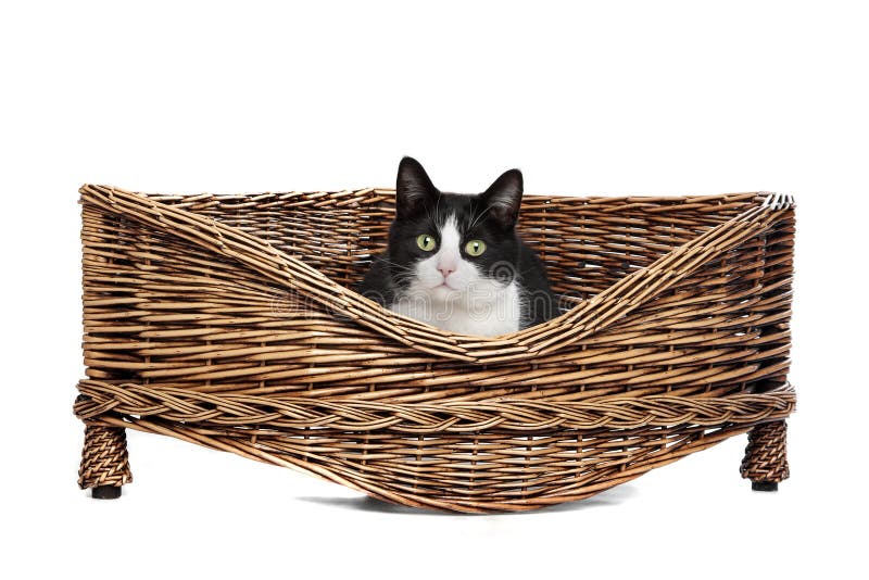 hanging wicker cat bed