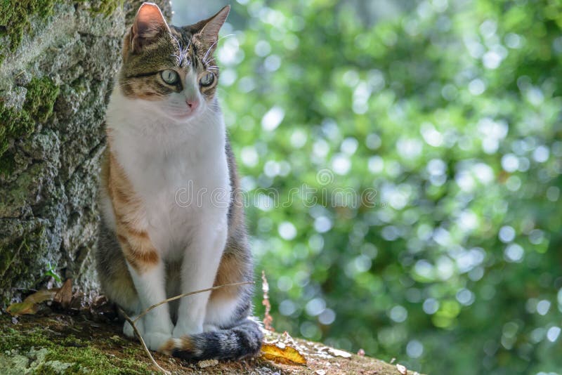 282 Portuguese Cat Stock Photos Free & RoyaltyFree Stock Photos from