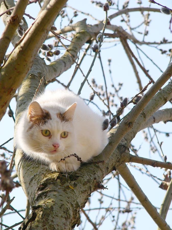 Cat on a willow stock photo. Image of domestic, climbing 2696584