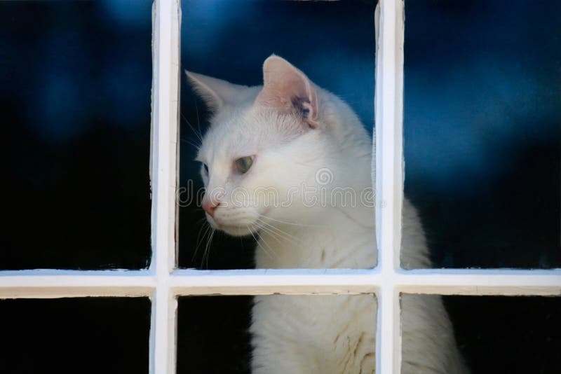 3,589 Cat Looking Out Window Stock Photos Free & RoyaltyFree Stock