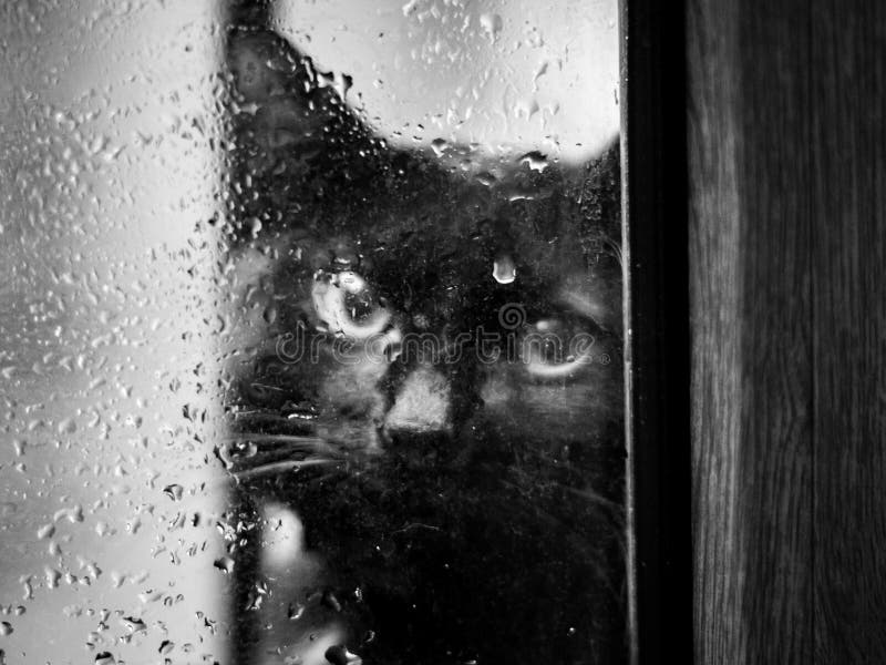 A Cat on the Window in a Rainy Day Stock Photo Image of rainy, black