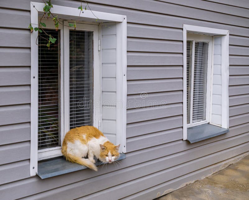 cat house outside window