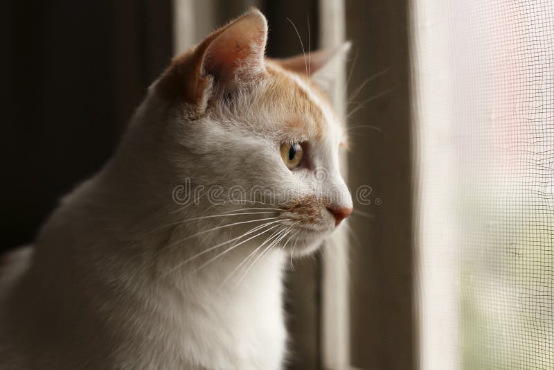 Cat in the windowsill