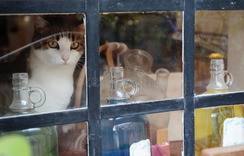 Cat on a windowsill in Ancient perfume laboratory in the village.