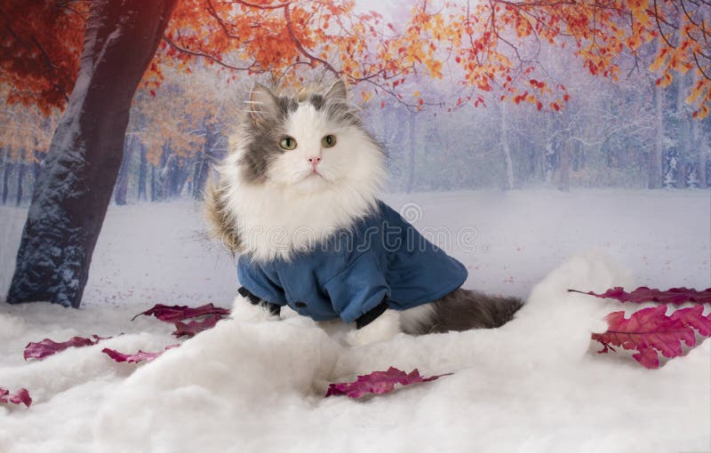cat winter jacket