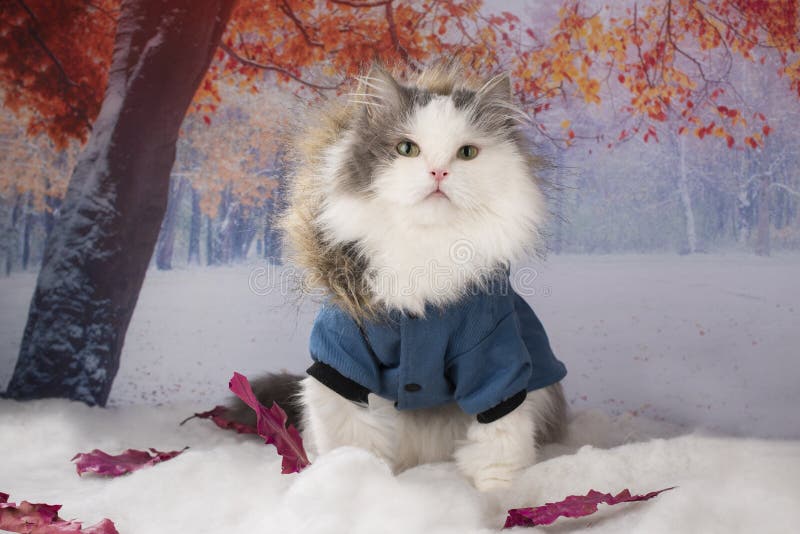 Our winter cat in a puffer jacket is - The Picture Gallery