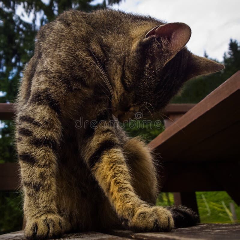 Mačka na drevenej lavičke pri plote na kopci. Slovensko