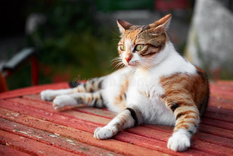 Cat on wooden table stock image. Image of animal, cats - 13321405
