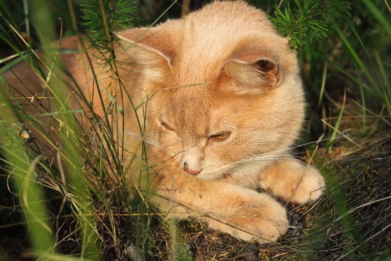 Cat Lying On Moss In The Woods Stock Photo Image of beautiful