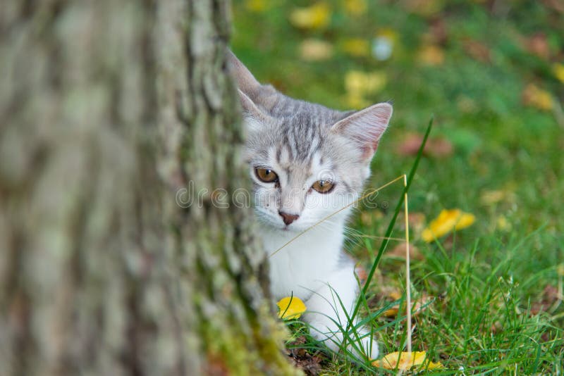 Cat in the woods by a tree stock photo. Image of cats 43332492