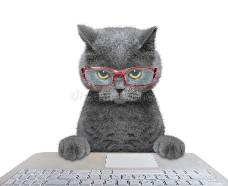 Cat working on the computer stock photos Cat working on the computer stock photos