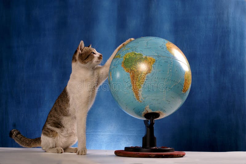Cat and the world