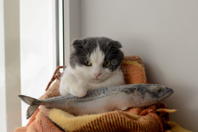 Cat wrapped in a warm blanket keeps big frozen fish