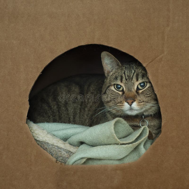 Cat wrapped up in cozy box