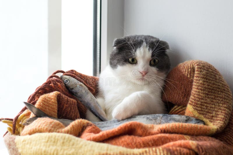 Cat Wrapped In A Warm Blanket Keeps Big Frozen Fish Stock Photo Image