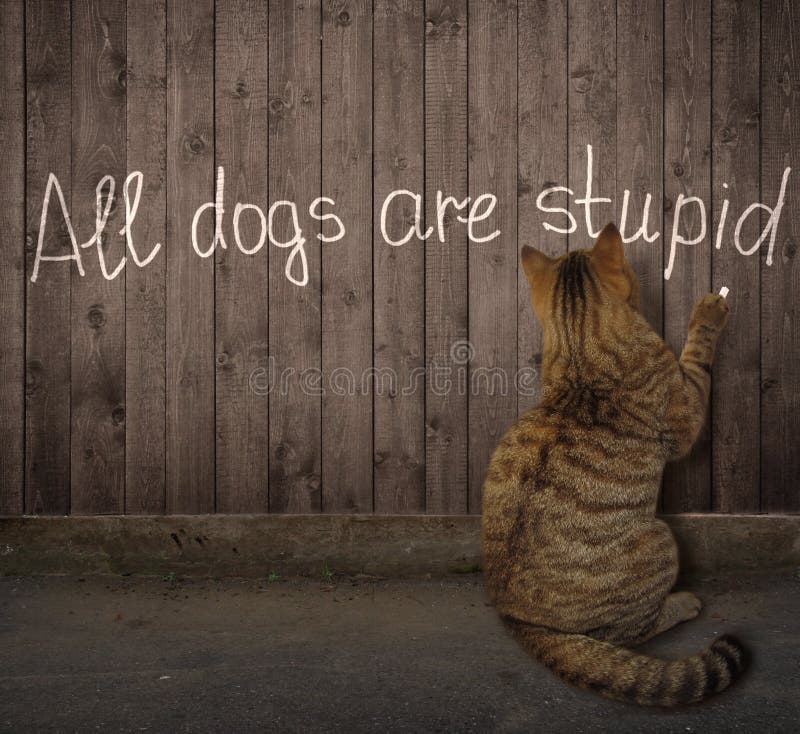 697 Cat Writing Photos Free & RoyaltyFree Stock Photos from Dreamstime