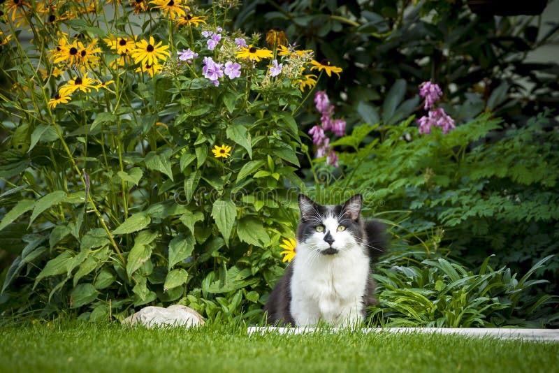 Cat in yard by flowers. stock photo. Image of feline 77696452