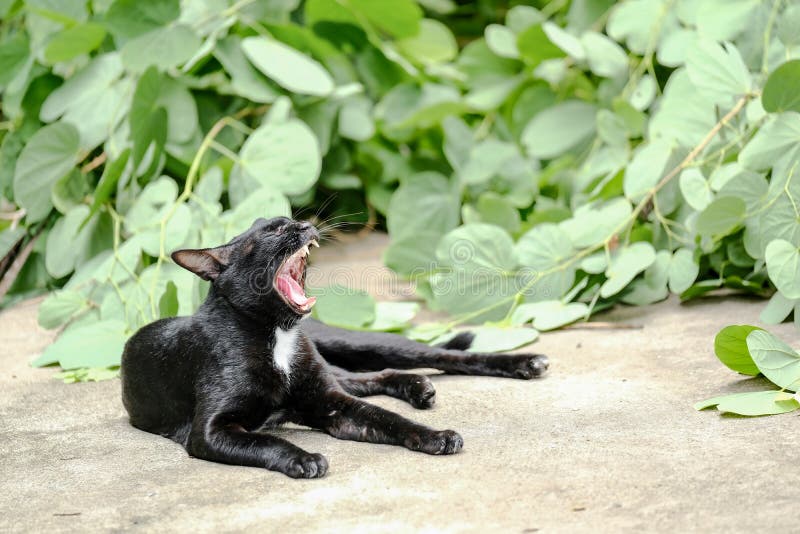 Cat Yawn And Relax On preta o assoalho foto de stock Cat Yawn And Relax On preta o assoalho foto de stock