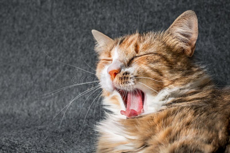 Cat Yawning with Mouth Wide Open, Curled Tongue and Eyes Closed Stock ...