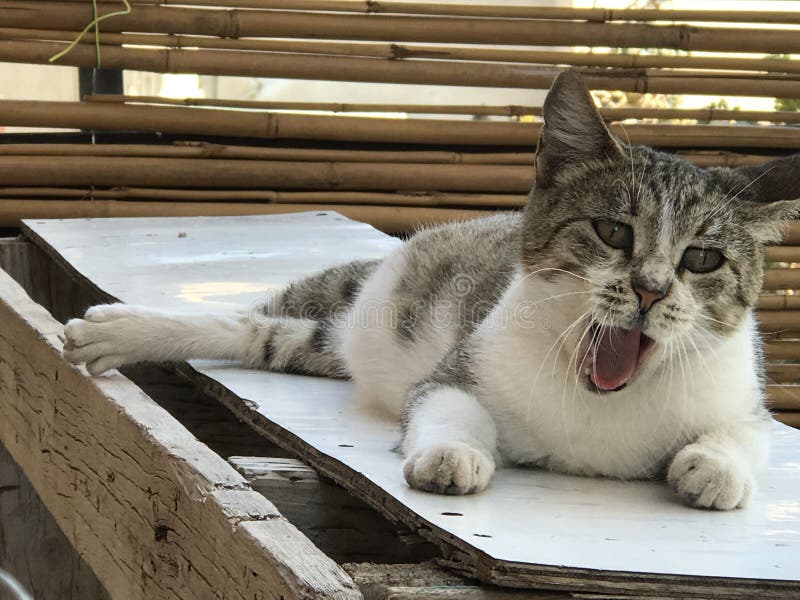 Cat Yawns incinta immagini stock Cat Yawns incinta immagini stock