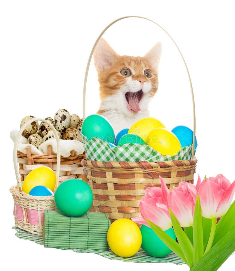 A cat yelling and Easter royalty free stock image.