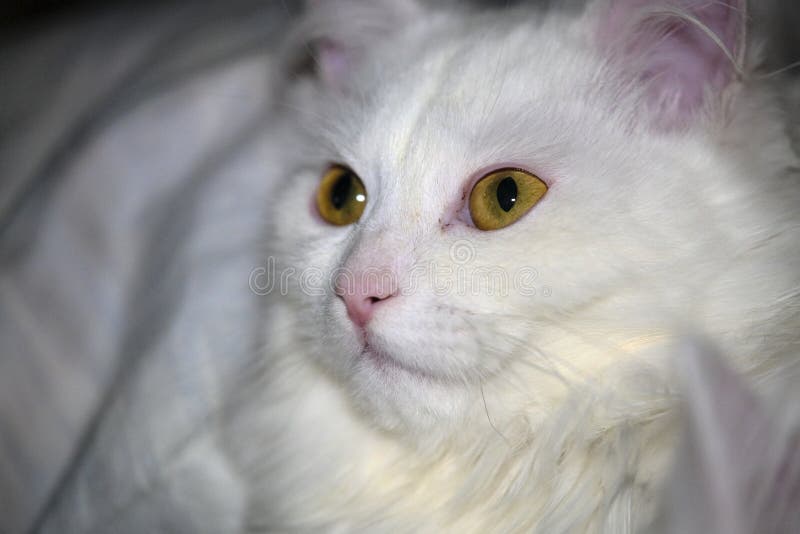 Cat with yellow eyes large stock image. Image of happy 178929563