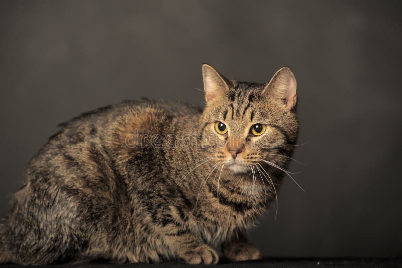 Cat with yellow eyes stock photo. Image of kitty, animal 38445250