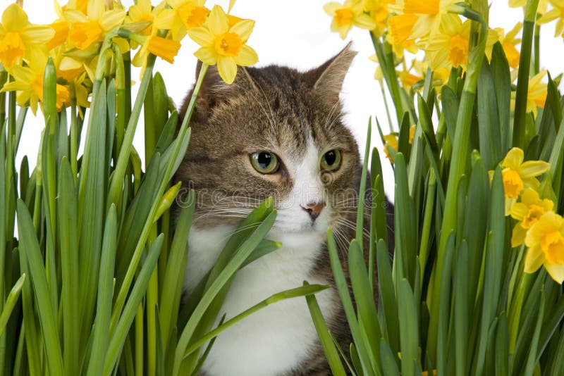 https://thumbs.dreamstime.com/b/cat-yellow-flowers-2005872.jpg