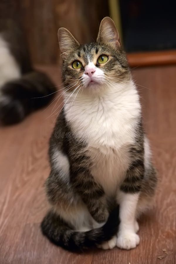 Cat with yellow green eyes stock photo. Image of resting 155719184