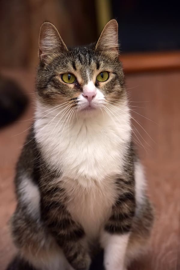 Cat with yellow green eyes stock photo. Image of pets 155719246