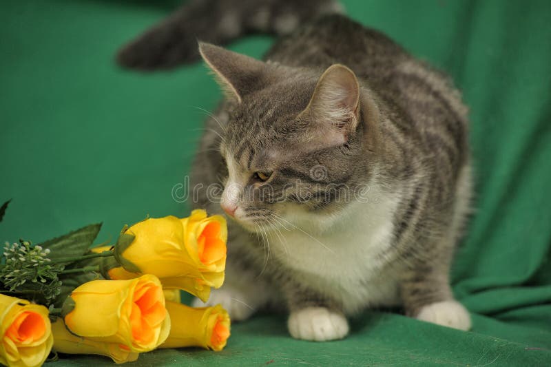 Cat with yellow roses stock photo. Image of close, feline 141735032