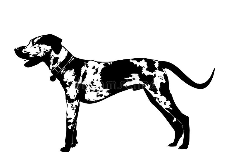 Catahoula stock illustration. Illustration of look, puppy - 24826516