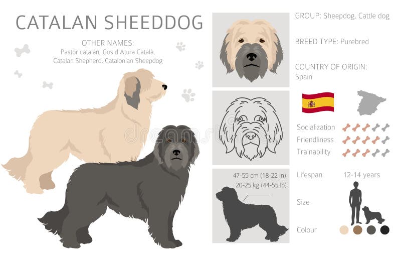 Catalan Sheepdog Dog Breed Information