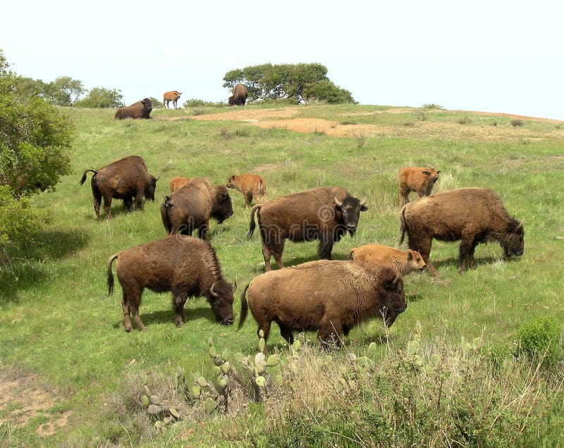 Catalina Island Bison Herd royalty-vrije stock afbeeldingen Catalina Island Bison Herd royalty-vrije stock afbeeldingen