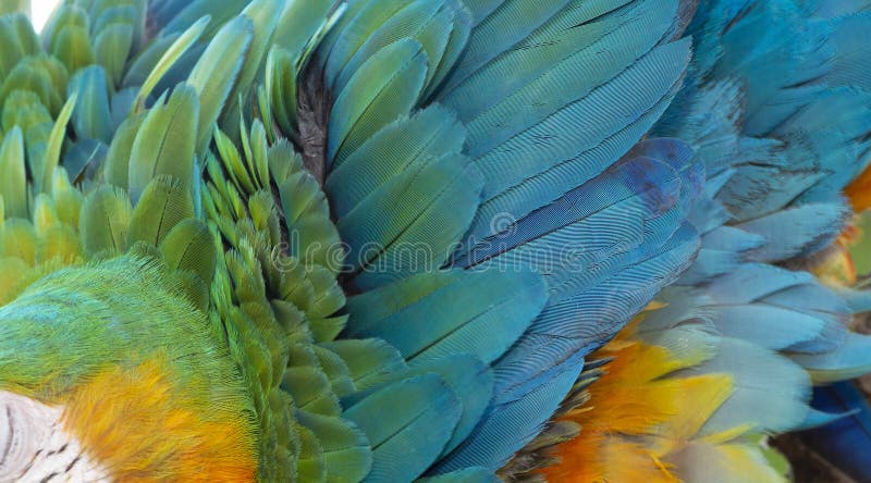 Catalina Macaw Hybrid entre o escarlate da arara e a arara azul e amarela imagem de stock royalty free Catalina Macaw Hybrid entre o escarlate da arara e a arara azul e amarela imagem de stock royalty free