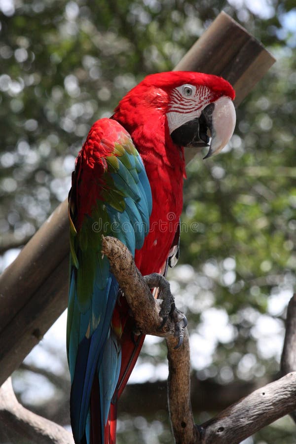 Catalina Macaw & Royalty-Free Stock Photos from Dreamstime