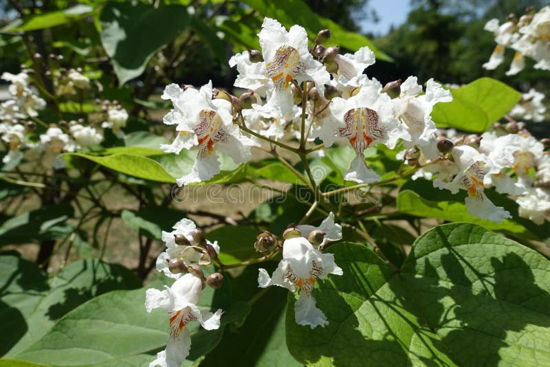 梓树花库存图片 图片包括有庭院 特写镜头 春天 夏天 花卉 绿色 过氧化氢 新鲜
