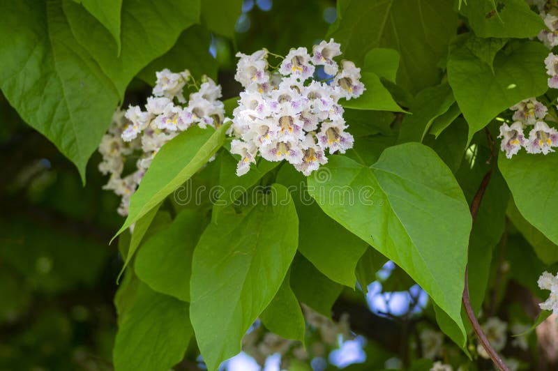 Catalpa Bignonioides Indianbeantree Medium Sized Deciduous Ornamental Flowering Tree, White