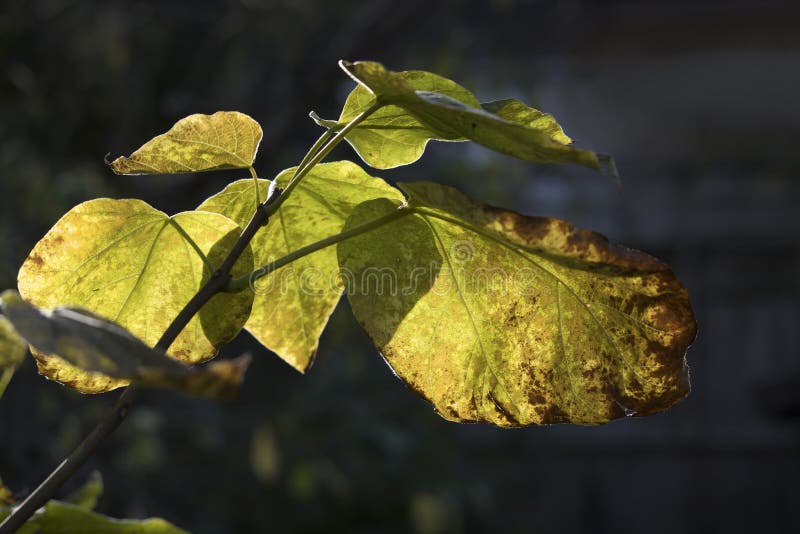 Catalpa Indian Bean Tree Leaves Dying Stock Photo Image of