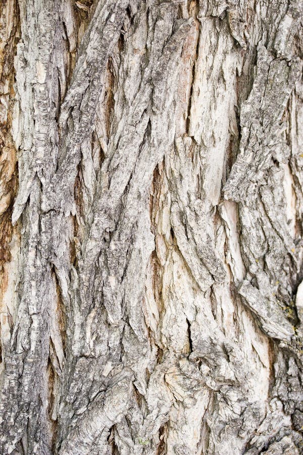 Catalpa tree bark