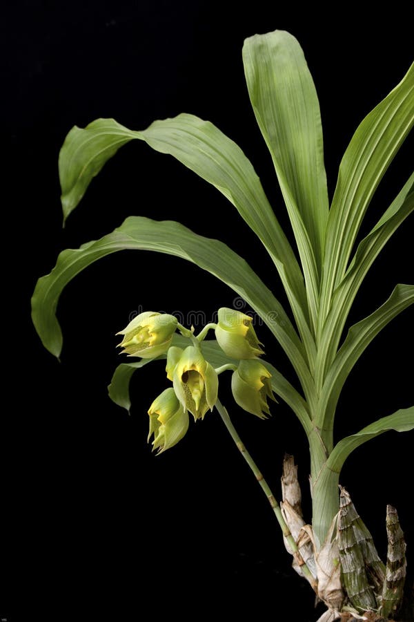 Orchid Catasetum Macroparpum Stock Image - Image of decoration, plant:  31450703