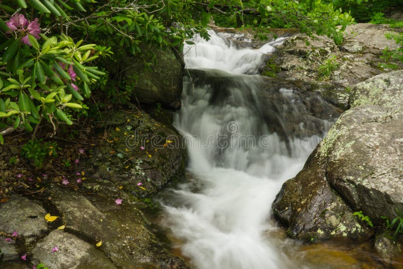 Catawba Rhododendron and Cascading Waterfalls on Fallingwater Creek