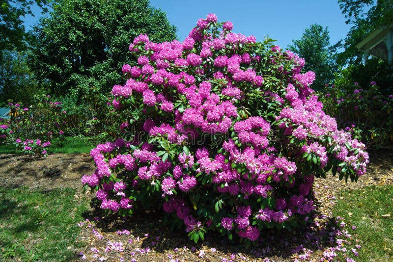 Catawba Rhododendron - Rhododendron Catawbiense Stock Photo - Image of ...